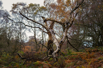 Fallen tree, broken damaged tree at Cannock Chase, bad weather, strong wind