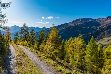 road in the alpine forest