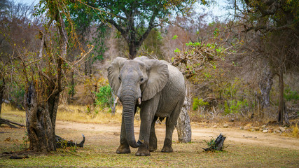 elephant in kruger national park, mpumalanga, south africa 75