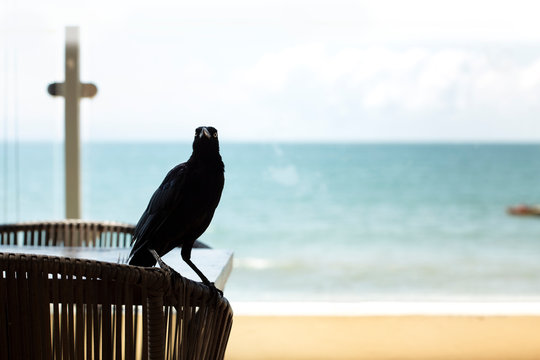 Great-tailed Grackle in coffe in the beach, Quiscalus mexicanus