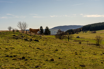 Obraz premium medows on wasserkuppe peak plateau in rhoen, hesse germany
