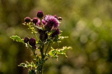 closeup of pink flower on green bokeh background in rhoen, hesse, germany