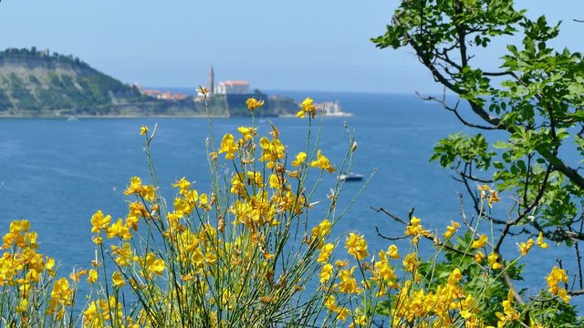 Spanish broom (Spartium junceum) in saple with view on the Piran's cape, Slovenia, Europe. UHD