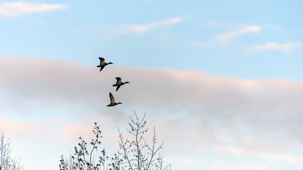 Natural background with The flying ducks under sunset