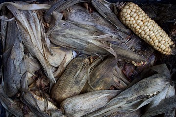 Top view corn inside whole old semi rotten corns with leaves