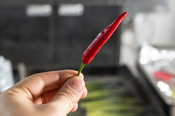 hot red pepper in hand on the background of the kitchen
