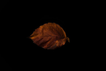 autumn leaves on black backdrop