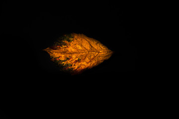 autumn leaves on black backdrop