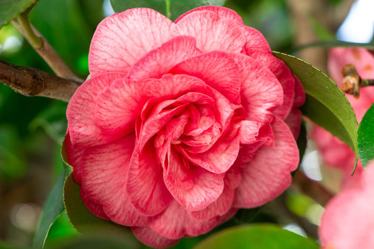 Pink flower of camellia in a arden during spring
