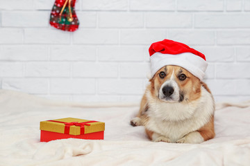 holiday card with cute  puppy dog Corgi in red Christmas cap sitting on white plaid with gift