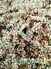 Branches of green bushes with small red berries and green variegated leaves.