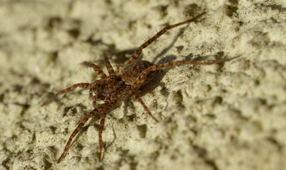 Wolfsspinne - Lycosidae