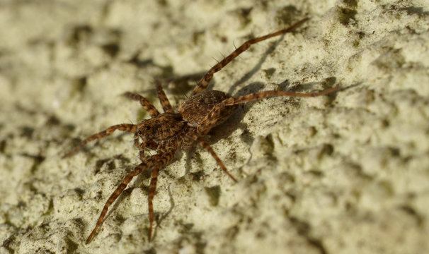 Wolfsspinne - Lycosidae