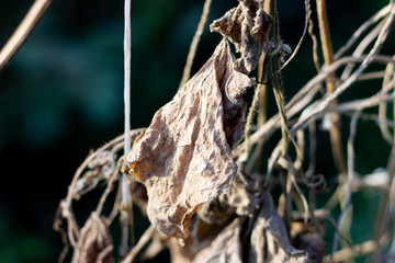 Dry leaf of a climbing plant. Squirting cucumber.