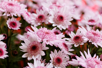 Obraz premium Beautiful pink chrysanthemum as background picture