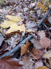 autumn leaves on ground