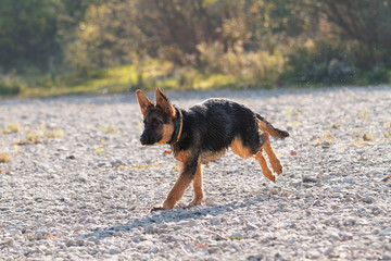 Young German shepherd dog - wet dog