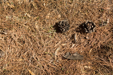 Pine forest floor with funny face background