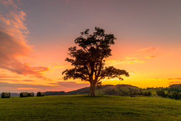 Abandoned tree when sun rays pass through the center of the trunk and orange clouds staying at sunset overlooking the countryside and hay on the edge of captured in Beskids nature
