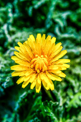 Name flower Wild Dandelion on grass background.