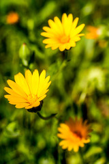 Calendula, wild yellow on grass background.