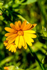 Calendula, wild yellow on grass background.