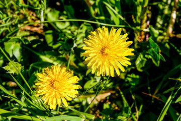 Flower of name Wild Dandelion on grass background. Wild flower, fresh, yellow