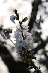 Spring cherry blossom in the sunset