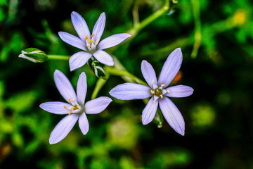 Geranium maculatum, is a wild flower,