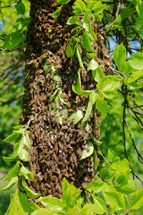 Apple tree with swarm of bees