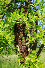 Apple tree with swarm of bees