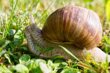 Close-up of a vineyard snail