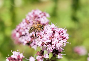 Bee on flower in detail
