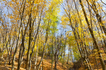 Beautiful autumn trees in the park in Kitaevo