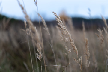 Fototapeta premium grass in the wind
