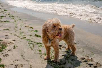 panting puppy on the beach 