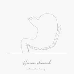 continuous line drawing. human stomach. simple vector illustration. human stomach concept hand drawing sketch line.
