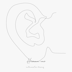 continuous line drawing. human ear. simple vector illustration. human ear concept hand drawing sketch line.