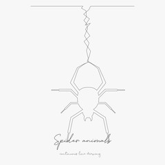 continuous line drawing. spider animals. simple vector illustration. spider animals concept hand drawing sketch line.