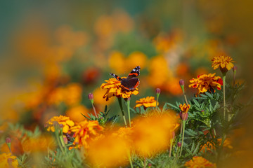 beautiful butterfly sits on a yellow flower in a summer garden