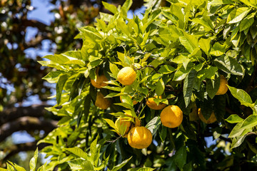 Zitronenbaum Früchte