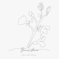 continuous line drawing. beans flower. simple vector illustration. beans flower concept hand drawing sketch line.