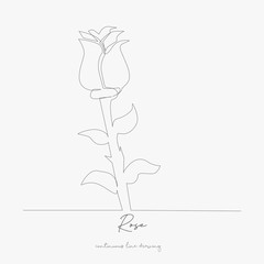 continuous line drawing. rose. simple vector illustration. rose concept hand drawing sketch line.