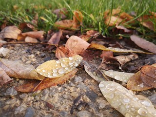 leaves with raindrops