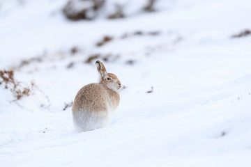 Mountain hare sitting on white snow © jamie