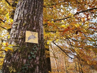 autumn tree with hiking sign