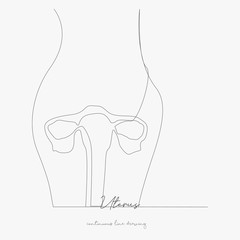 continuous line drawing. uterus. simple vector illustration. uterus concept hand drawing sketch line.