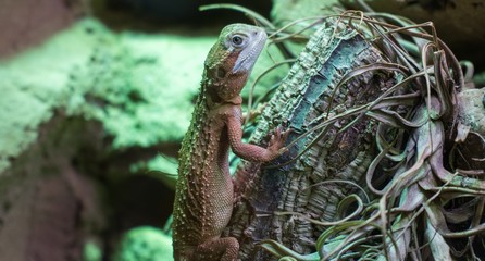 Lizard on a tree