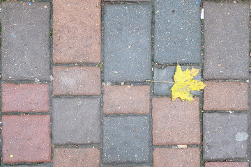 Autumn colorful paving stones.