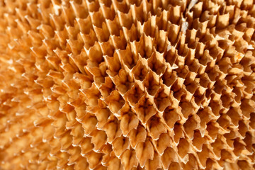 Texture of empty sunflower disk close up